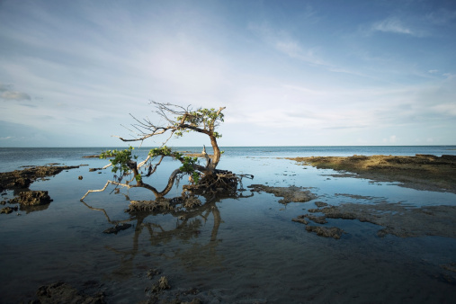 Mangled Mangrove Tree Stock Photo - Download Image Now - Animal ...