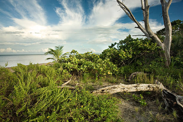 Florida Riserva naturale - foto stock