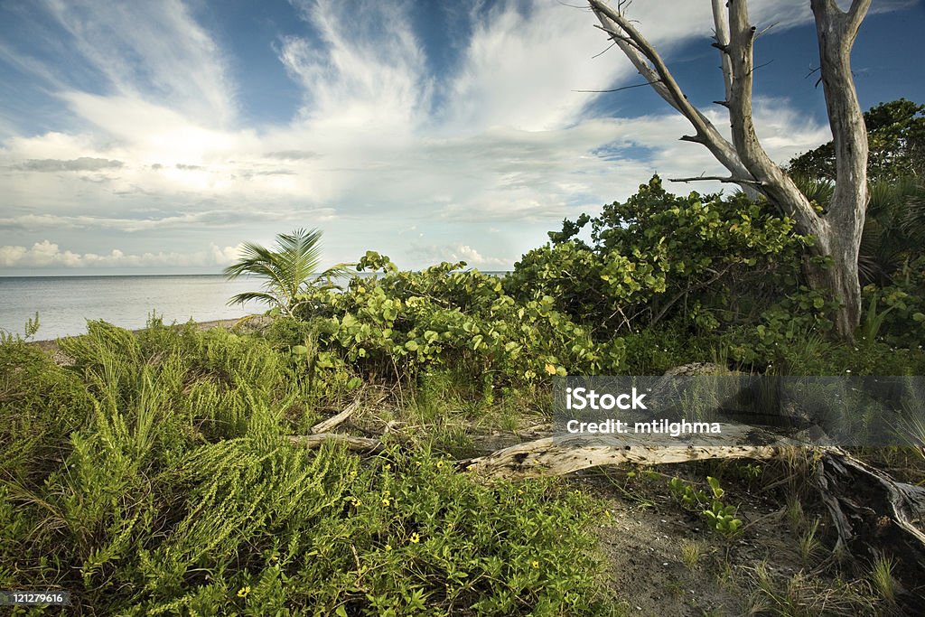 True Florida Wilderness  Beach Stock Photo