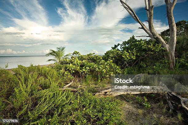 True Florida Wilderness Stock Photo - Download Image Now - Beach, Key Biscayne, Bush