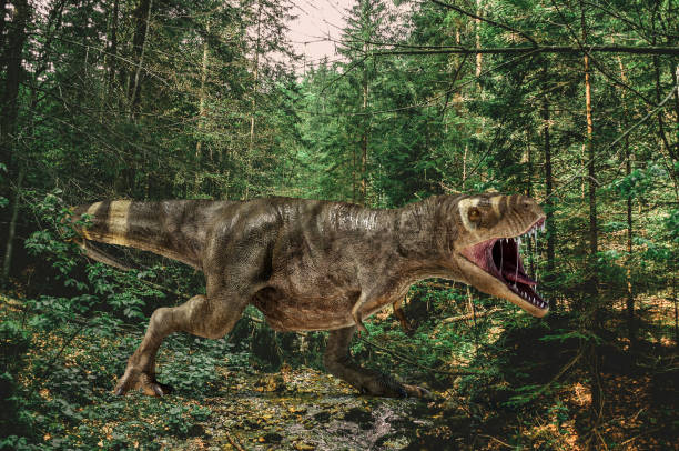 istock T-Rex dinosaur roaring in a coniferous forest. 1212796182