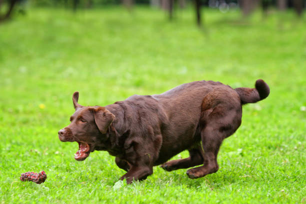 istock Brown labrador dog runs on grass in summer with a toy 1212796208