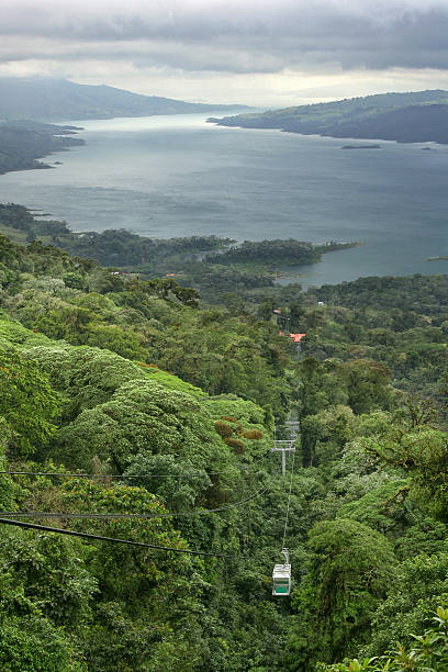 Foresta pluviale Tram - foto stock