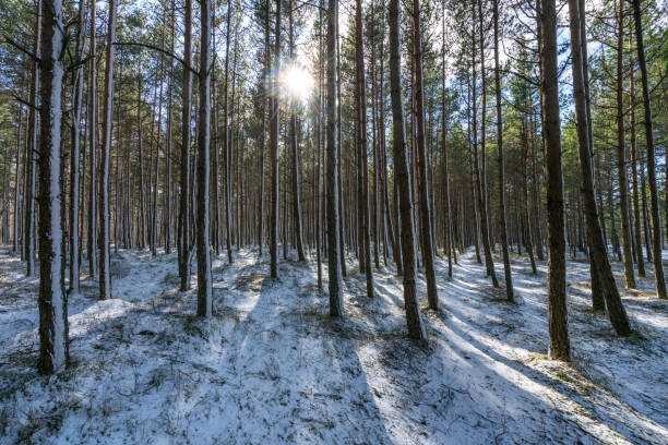 Pine forest in the dune territory of the Baltic Sea.