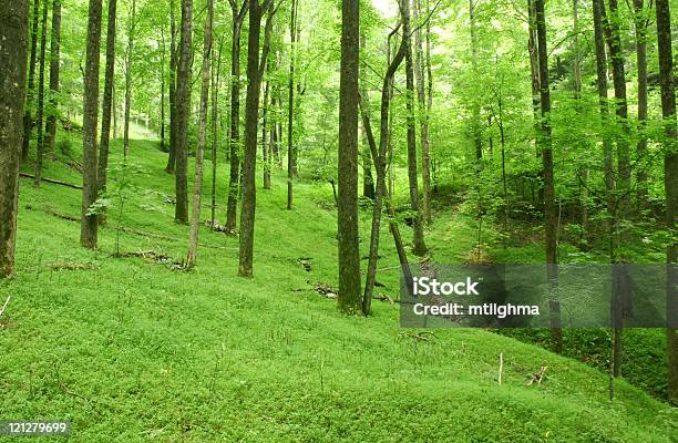 Лес Glen — стоковые фотографии и другие картинки Аппалачи - Аппалачи, Аппалачиа, Без людей