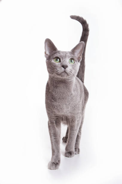 Russian blue cat kitten (isolated on white) stock photo