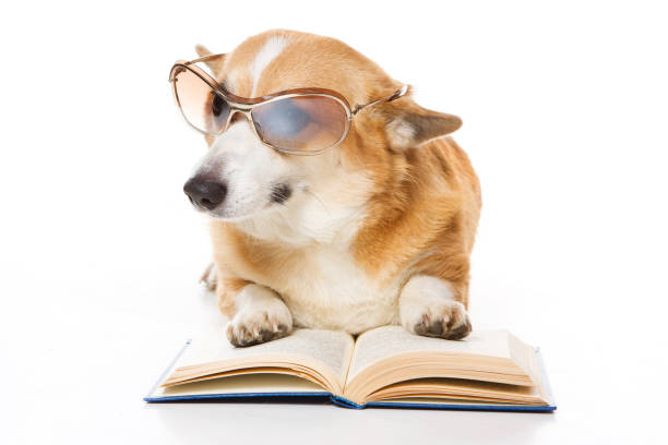 istock welsh corgi pembroke dog with glasses and a book (isolated on white) 1212797533