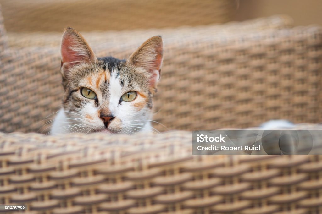 Cat sitting in basket looking at camera Africa Stock Photo