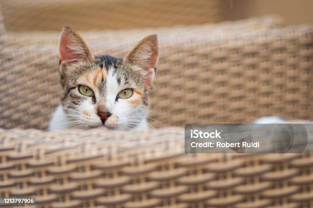 Cat Sitting In Basket Looking At Camera Stock Photo - Download Image Now - Africa, Afrika Afrika, Alley