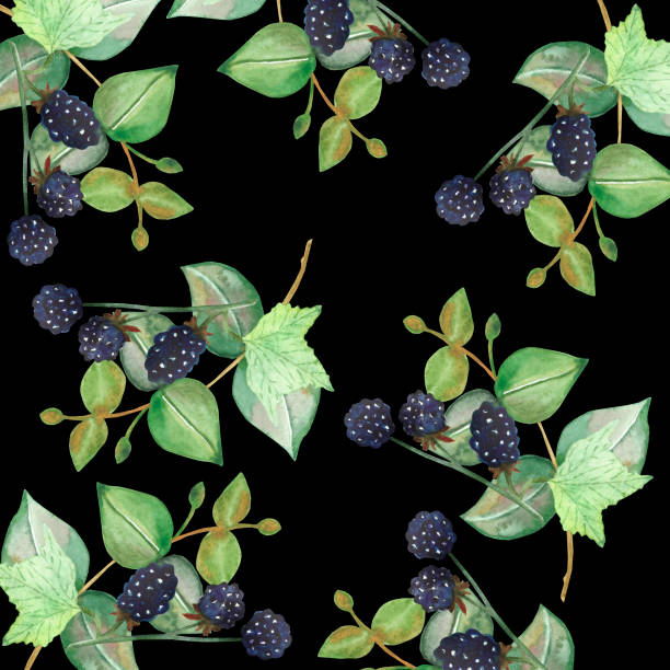 ilustrações, clipart, desenhos animados e ícones de aquarela pintou a mão nature berry padrão sem emenda com folhas de eucalipto verde no galho e buquê de amora roxo isolado no fundo preto, eco provence impressão - efflorescent