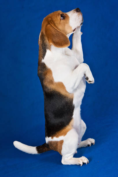 istock Beagle dog stands on its hind legs and plays 1212798047