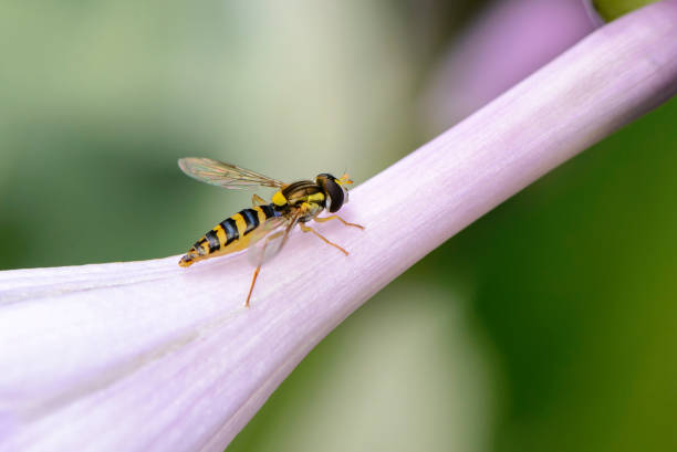 istock Fly sphaerophoria with orange stripes sits on flower 1212798195