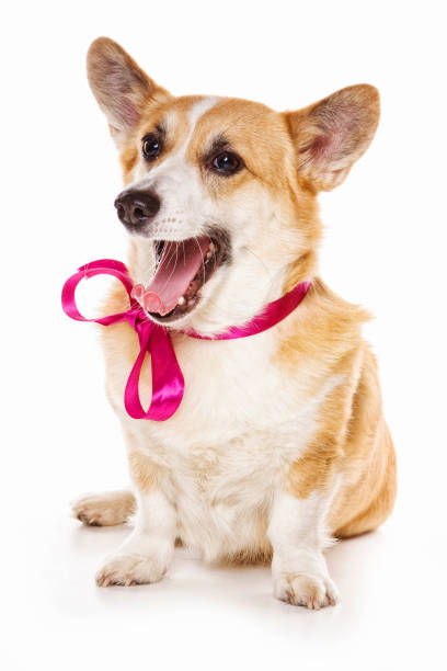 istock welsh corgi pembroke dog with bow (isolated on white) 1212798393