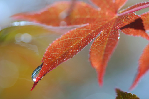 Close shot of colorful maple leaves in autumn.