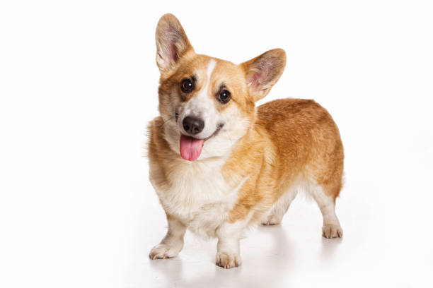 istock Welsh corgi pembroke redhead dog (isolated on white) 1212799922