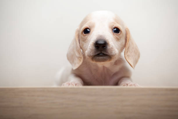 image of dog white background
