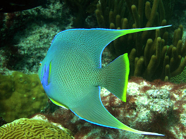 Pesce angelo Bermuda - foto stock