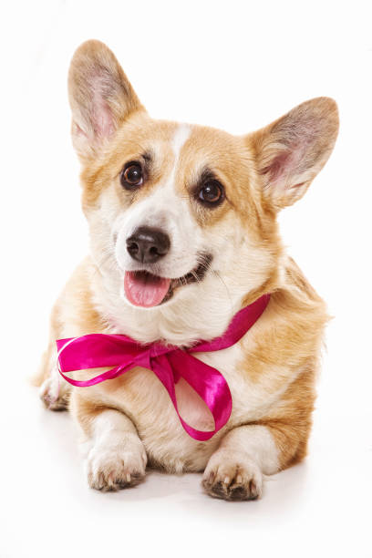 welsh corgi pembroke dog with bow (isolated on white) stock photo