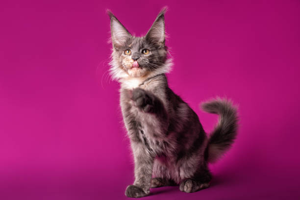 istock Cute maine coon kitten on purple background. 1212801953