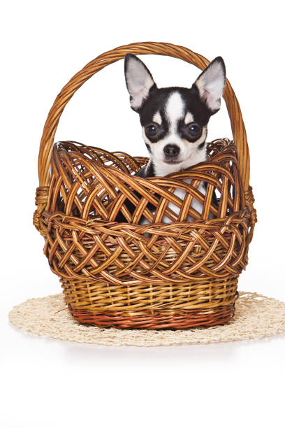 istock Chihuahua puppy in a basket (isolated on white) 1212802151