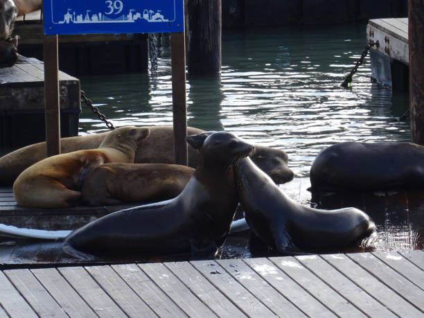 istock Sea Lions at Pier 39 dock in San Francisco 1212802172