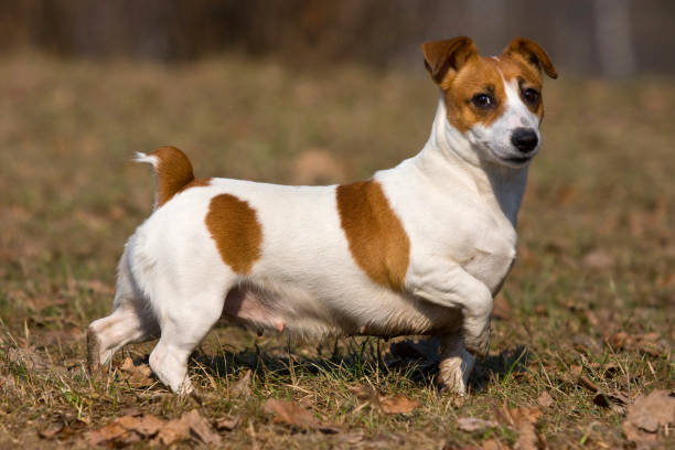 istock Dog jack russell terrier outdoors in autumn 1212803006