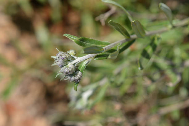 istock Balkan endemic blue flower 1212803272