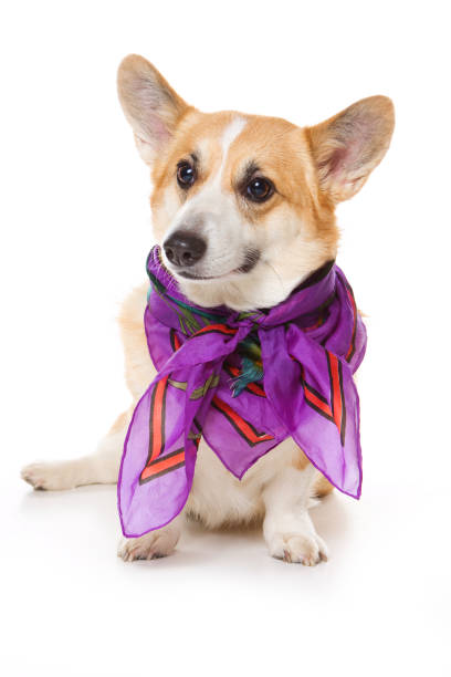 istock welsh corgi pembroke dog in a scarf (isolated on white) 1212803363