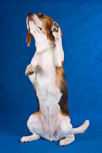 istock Beagle dog stands on its hind legs and plays 1212804243