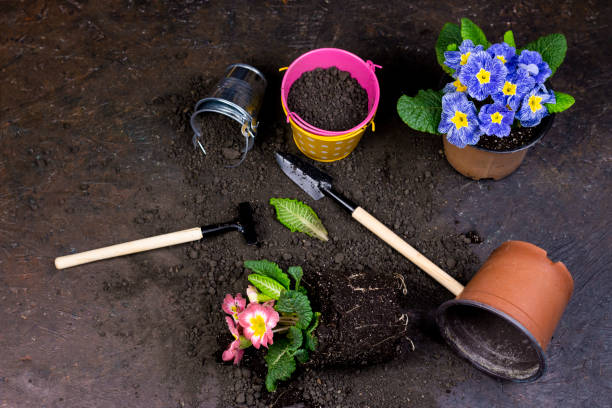istock Spring garden works concept.Flat lay top views spring gardening image. 1212804445
