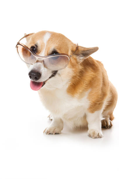 istock welsh corgi pembroke dog with glasses (isolated on white) 1212804673