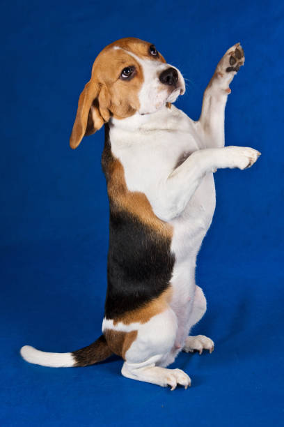 istock Beagle dog stands on its hind legs and plays 1212804856