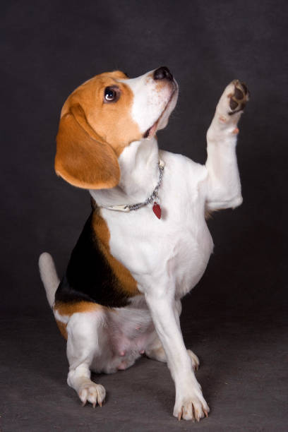 istock Beagle sits with a raised paw on a gray background 1212805008