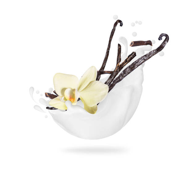 istock Dried vanilla sticks with flower in milk splashes, isolated on a white background. 1212805046