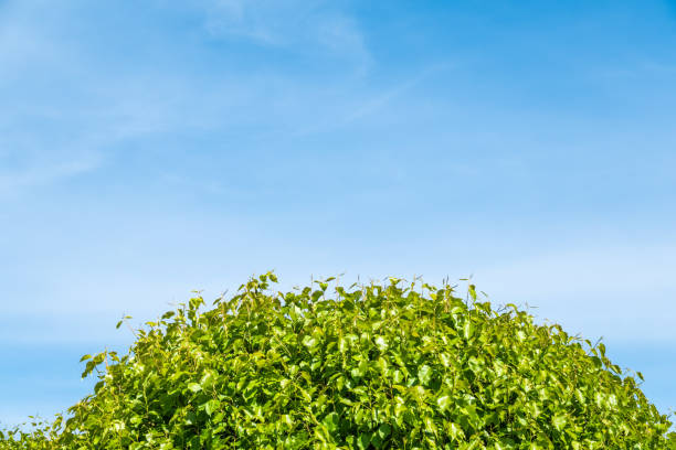 istock Tree branches with fresh green leaves on blue sky background. 1212805878
