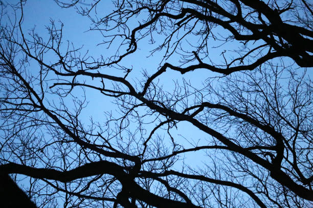 Photo beautiful trees in the park in the evening