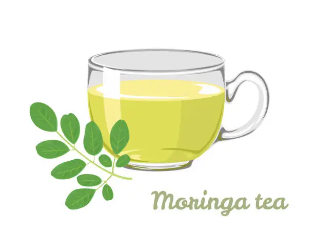 Vector illustration of Moringa Leaf Tea in glass cup isolated on white background. Vector illustration of caffeine-free drink in cartoon flat style.