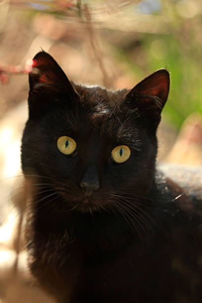 istock Portrait of wild black cat 1212806848