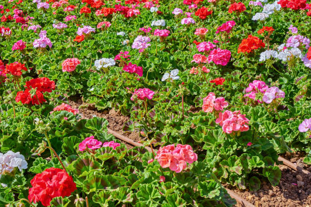 istock Flowers of geraniums in flowerbed top view 1212807225