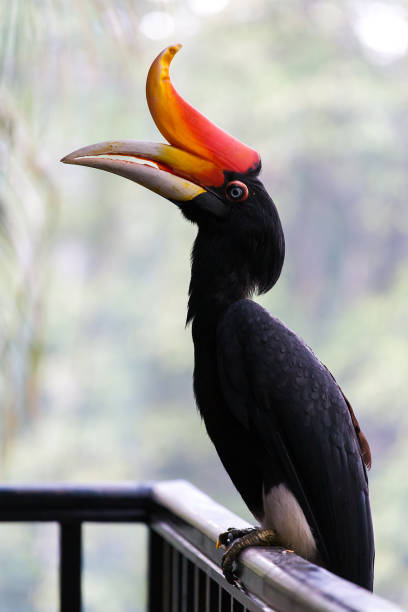 istock A rhinoceros hornbill with orange peak with bokeh background effect 1212807240