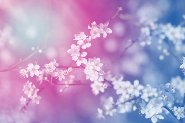 istock Photo beautiful spring flowers on a sunny day 1212807974