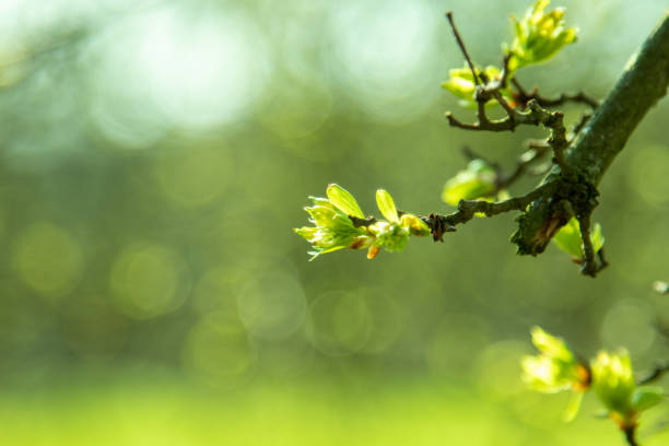 istock young leaves on a small branch, blurred green background 1212808618