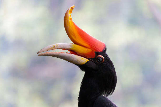 istock A rhinoceros hornbill with orange peak with bokeh background effect 1212808813