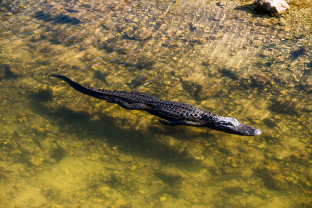 natation d’alligator dans la grande réserve nationale de cypress la floride - directly above outdoors alligator florida photos et images de collection