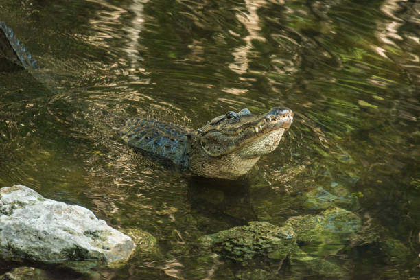 큰 사이프러스 국립 보호 플로리다 늪에서 물 밖으로 머리를 들어 올리는 영토 악어 - directly above outdoors alligator florida 뉴스 사진 이미지