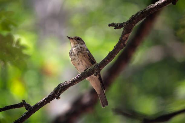 istock Blackbird on a branch derevamv park. Birds 1212810521