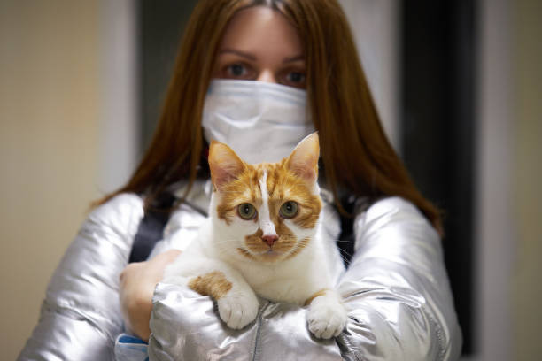 保護マスクを着用した若い女性が、仮面を被った猫を抱いている。コロナウイルスの流行との闘いにおける意識市民 - vet veterinary medicine young women female ストックフォトと画像