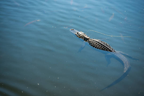 natation d’alligator dans la grande réserve nationale de cypress la floride - directly above outdoors alligator florida photos et images de collection