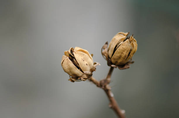 Hawaiian pink Hibiscus seed box. China rose or Chinese hibiscus seeds.