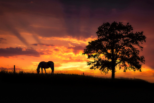 horizontal serene and peaceful  silhouette image of  a lone horse grazing beside a tree on a slight hill under a blazing orange sunset with copy space.